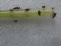 Neotoxoptera cf.  violae